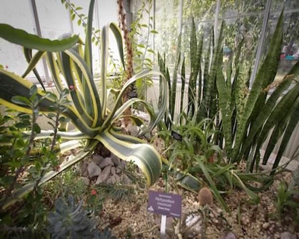 Plants in Allan Gardens Conservatory