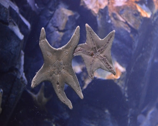 Two starfish in Ripley's Aquarium