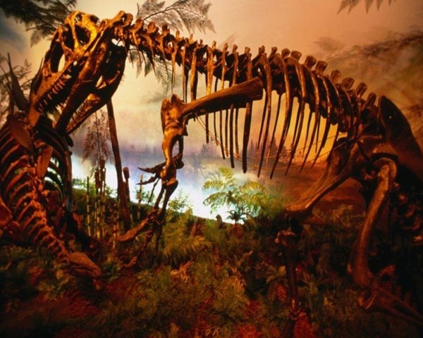Dinosaur in The Royal Ontario Museum
