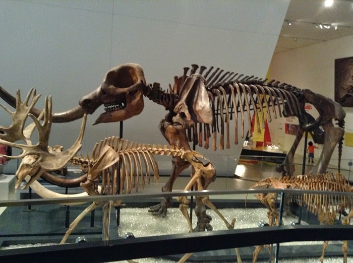 dinosaurs in museum